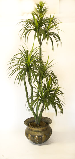 6' Palm in Brass Planter $30